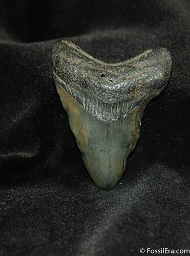 Small Megalodon Shark Tooth #558